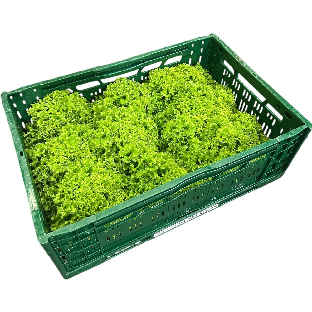 Lollo Grün